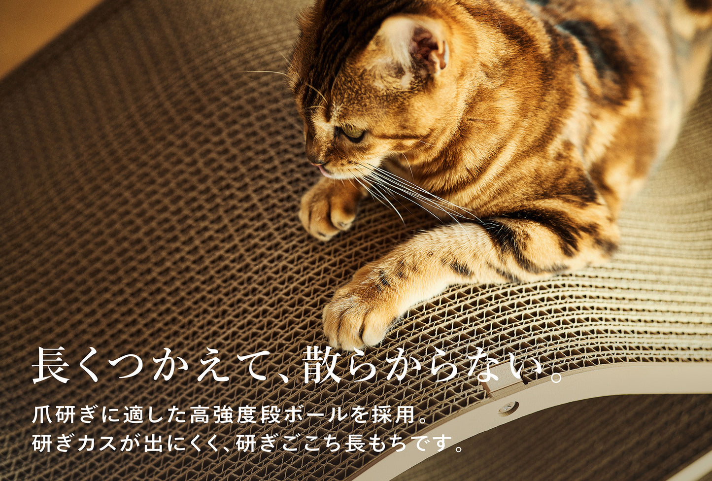 Cat Cellar