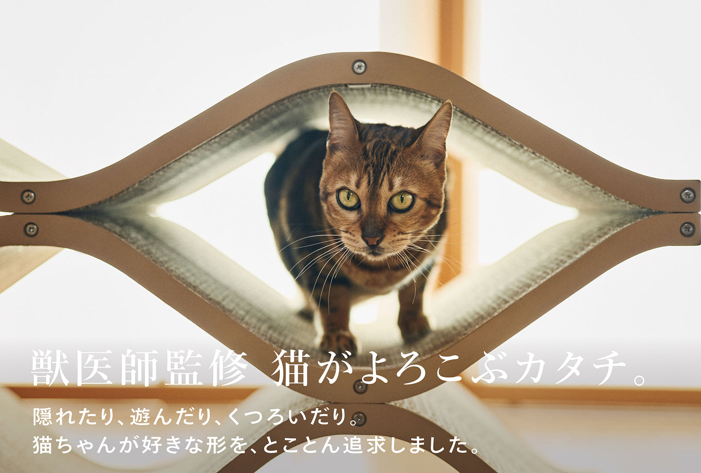 Cat Cellar