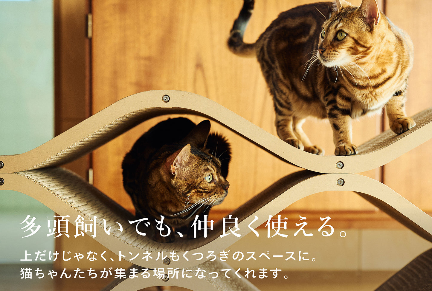 Cat Cellar